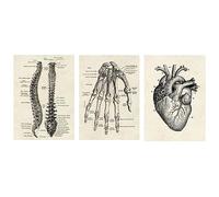 CTForest 3 Piezas Póster Anatomía, Decoración Pared Estilo Vintage Ilustración Corazón, Palmas y Columna Vertebral, Colección Láminas con Collage Estético Decoración Interiores(Sin Marco)