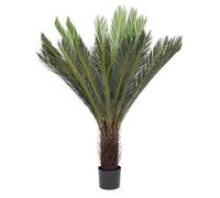 Cycas Planta de Palma C-Pot 28Hojas H120