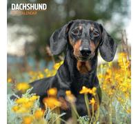Dachshund - Calendario tradicional 2027