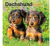 Dachshund Puppies 2027 7 X 14 Inch (Hanging) Monthly Mini Wall Calendar