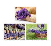 Dcasa Set de 3 cuadros impresión de lavanda lila sobre lienzo de 30x40 cm
