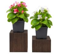 DECOALIVE Begonia Semperflorens en Lote de 2 Plantas Begonia de Cera, 10 cm Ø, 15-20 cm de altura, Planta Viva para Regalo y Ventana