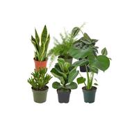 DECOALIVE Colección de 6 Plantas: Recepción y Bienvenida | Lengua de Suegra, Helecho Espárrago, Scindapsus Trebie, Jade Gollum, Ficus Bambino y Monstera Deliciosa