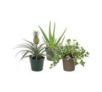 DECOALIVE Pack 3: Piña ornamental, Sábila y Hiedra variegada | Ananas Comosus, Aloe Vera y Hedera Variegata - Selección Natural para Oficina y Despacho