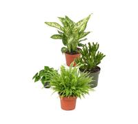 DECOALIVE Pack 4 Plantas: Oficina y Despacho - Apartamento y Piso | Dieffenbachia Compacta, Filodendro Verde, Jade Gollum y Nephrolepis Exaltata