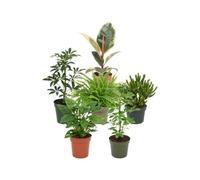 DECOALIVE Pack 6 de Interior: Interiores Luminosos | Ficus Tineke, Schefflera Gerda, Nephrolepis Exaltata, Jade Gollum, Monstera Adansonii y Schefflera Nora