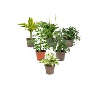 DECOALIVE Pack 6 Plantas Naturales para Regalos de Inauguración | Tronco de Brasil, Espatifilo, Hedera Verde, Schefflera Nora, Monstera Adansonii y Epipremnum Leaf