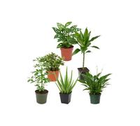 DECOALIVE Pack 6 Plantas Naturales: Siluetas y Formas Botánicas | Monstera Adansonii, Crassula Ovata, Dracaena Steudneri, Schefflera Nora, Aloe Vera y Espatifilo