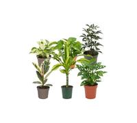 DECOALIVE Pack 6 Plantas Vivas para Esquinas del Salón | Epipremnum Leaf, Poto Verde, Schefflera Gerda, Ficus Tineke, Tronco de Brasil y Monstera Adansonii