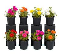 DECOALIVE Pack 8 Flores Portulaca Grandiflora Flor Bella de las Once Maceta 10 cm Altura 10-15 cm para Ventana con Luz