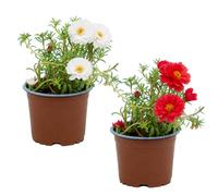 DECOALIVE Set de 2 Plantas Portulaca Grandiflora Planta Mañanitas, Maceta 10 cm, Altura 10-15 cm, para Maceteros Decorativos