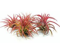DECOALIVE Tillandsia Color Rojo - Pack de 3 Unidades - Plantas del Aire o Claveles del Aire Flores Rojas
