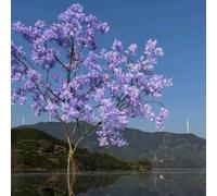 Decorative Faux Jacaranda Tree, Tall Artificial, Purple Flower Blossom for Themed Party, Event and Aesthetic Backdrop(6.5mx5m)