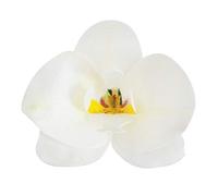 dekora - Flores Comestibles para tartas, 10 orquídeas blancas de oblea 8.5 x 7.5cm, sin azúcar, sin gluten, sin lactosa, Adornos Comestibles para Tartas, Cumpleaños y Bodas