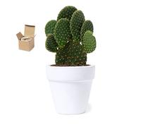 Disok Lote 10 Macetas de Línea Nature con Semillas de Cactus - Detalles para Bodas, Comuniones, Cumpleaños y Regalos de Empresa - Terracota Blanca