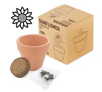 Disok Lote de 20 Macetas Terracota con Semillas GIRASOL - Regalos para Fiestas