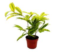 Dracaena surculosa Mike - Árbol de dragón (12 cm), color verde con lunares amarillos