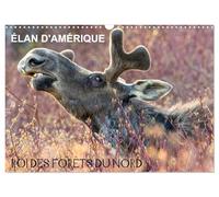 ÉLAN D'AMÉRIQUE - ROI DES FORÊTS DU NORD (Calendrier mural 2026 DIN A3 vertical), CALVENDO calendrier mensuel: Comme un roi dans son royaume, ... et aucun autre animal ne viendra le déranger.