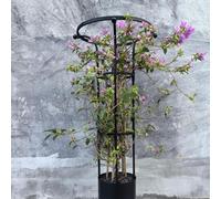 Enrejado para plantas trepadoras al aire libre, paraguas vertical de metal, marco de torre, obelisco de jardín, 90, 120, 150, 180, 210 cm, soporte de flores para jardín, patio, obelisco de rosas