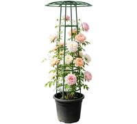 Enrejado Trepador Jardín Exterior Estructura Vegetal Tipo Paraguas | Tutor de Plantas Trepadoras Jardín Al Aire Libre, Patio, Jardín, Clemátides, Enredaderas Y Pepinos