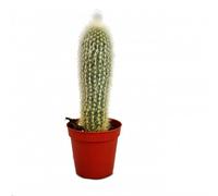 Exotenherz - Cleistocactus strausii - Vela de plata en maceta de 5,5 cm
