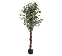 Factory Cuadros Árbol Ficus Verde Oscuro 180cm | Decoración Moderna
