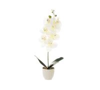 Factory Cuadros Cuadros Cuadros Cuadros Cuadros Cuadros - Planta Orquídea Poliéster Alta Calidad 22x12x58 Cm con Maceta Porcelana 11x11x10 Cm