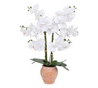 Factory Cuadros - Orquídea Dena con Maceta Terracota - 65 Cm de Alto - Planta Artificial