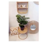 Factory Cuadros - Planta Bicolor 70cm - Decoración Moderna