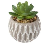 Factory Cuadros Suculenta Artificial Maceta de Cemento H9cm - Decoración Moderna