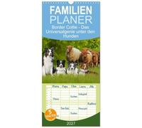 Familienplaner 2027 - Border Collie - Das Universalgenie unter den Hunden mit 5 Spalten (Wandkalender, 21 x 45 cm) CALVENDO: Auf 13 faszinierend ... Sigrid Starick den Allrounder der Hundewelt.
