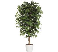 Ficus benjamina tronco natural, con maceta de cerámica