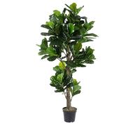 Ficus Lyrata C-Pot 153Fogl H190