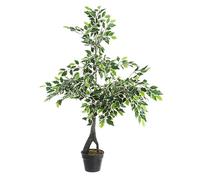 Ficus Variegato C-Pot Planta X760F H120