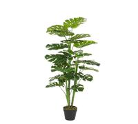 Filodendro C-Pot 23Hojas H120Cm
