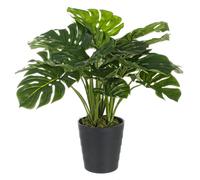 Filodendro C-Pot 24Hojas H65cm