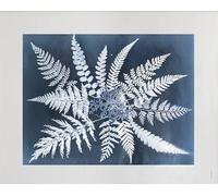Fine Little Day Lámina Fern star 40x50 cm