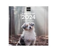 Finocam - Calendario, con imágenes, para pared, 30 x 30 cm, para Notas, de Enero de 2024 a Diciembre de 2024 (12 meses), cachorros, francés