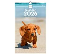 Finocam - Calendario de pared 2026 25x40 cm Mes Vista Enero - Diciembre 2026 + Sep.- Dic. 2025 (4 meses) reducidos | Calendario 2026 | Imágenes Cachorros - Catalán