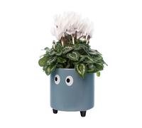 Fisura - Macetero original con diseño de ojos. Macetero decorativo interior. Macetero con patas para cactus. Maceta de cerámica para flores y suculentas.13 x 12,5 cm. Variedad de colores. Azul