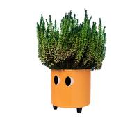 Fisura - Macetero original con diseño de ojos. Macetero decorativo interior. Macetero con patas para cactus. Maceta de cerámica para flores y suculentas.13 x 12,5 cm. Variedad de colores. Naranja
