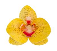 Flores De Oblea Dekora - Orquidea Amarilla