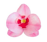Flores De Oblea Dekora - Orquidea Rosa