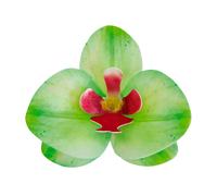 Flores De Oblea Dekora - Orquidea Verde