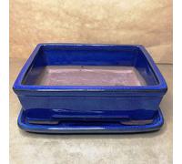 Flores Frescas Online Maceta Bonsái Cerámica Rectangular con Plato, Azul, Verde, Blanca (Azul)
