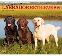 For the Love of Labrador Retrievers 2027 14 X 24 Inch (Hanging) Monthly Deluxe Wall Calendar Foil Stamped Cover Plastic-Free