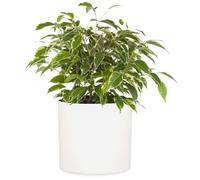 Fox&Fern Maceta Grande para Interiores y Exteriores, Maceta Resistente a Rayos UV y Heladas, Macetero Decorativo Interior Plantas y Flores, Tapón Drenaje, Macetas Exterior Grandes Polipiedra