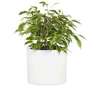 Fox & Fern Macetero, Maceteros Decorativos Interior, Macetas Exterior Grandes, Maceta Grande Plantas y Flores Resistente a Rayos UV y Heladas, Maceteros Exterior, Tapón de Drenaje, Piedra de Fibra