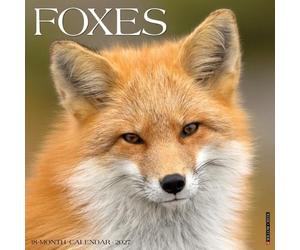 Foxes 2027 Wall