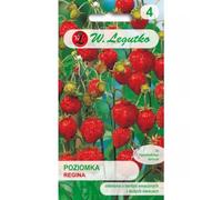 Fresa Regina: frutos rojos, grandes.